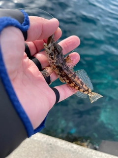 アサヒアナハゼの釣果