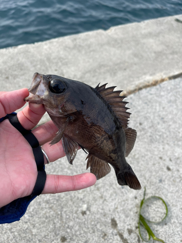 シロメバルの釣果