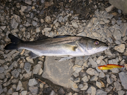 セイゴ（マルスズキ）の釣果