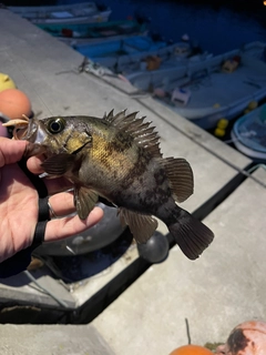 シロメバルの釣果