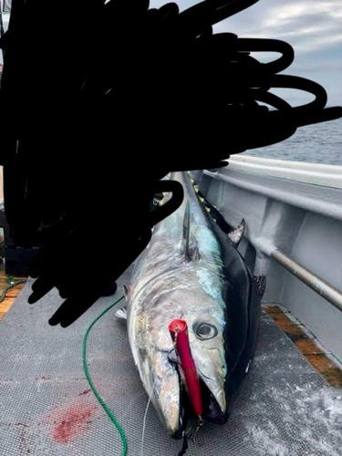 クロマグロの釣果