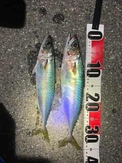 サバの釣果