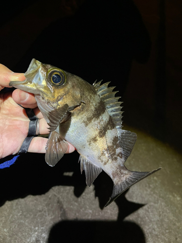 シロメバルの釣果