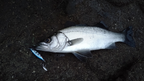 ヒラスズキの釣果