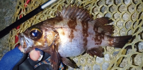 シロメバルの釣果