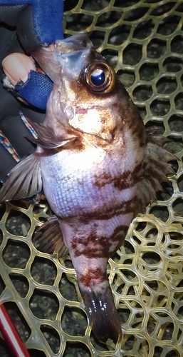 シロメバルの釣果