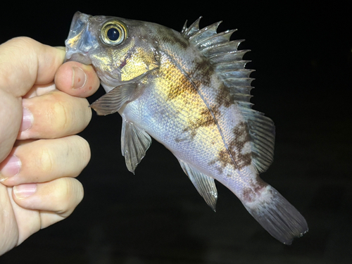 メバルの釣果