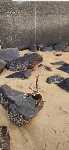 カニの釣果