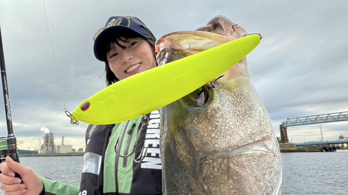 スズキの釣果