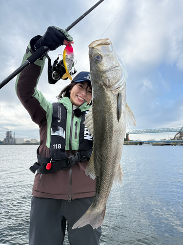 スズキの釣果