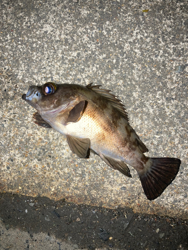 アカメバルの釣果