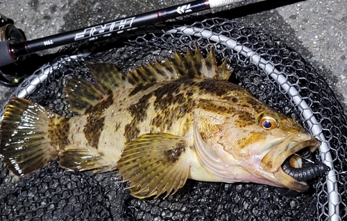 タケノコメバルの釣果