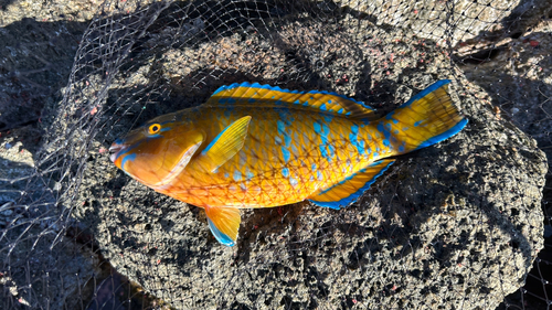 ヒブダイの釣果