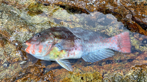 イガミの釣果