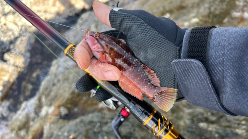 ホシササノハベラの釣果