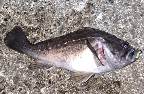 クロソイの釣果