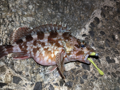 カサゴの釣果