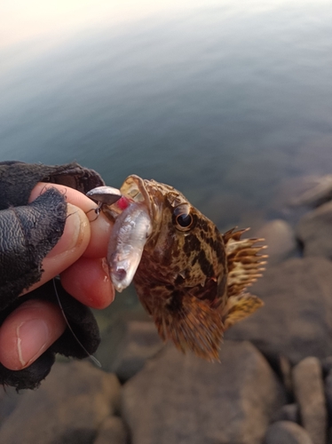 タケノコメバルの釣果