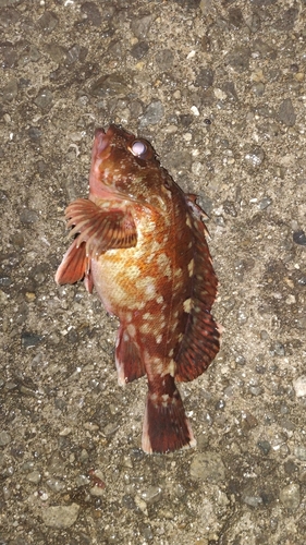 カサゴの釣果