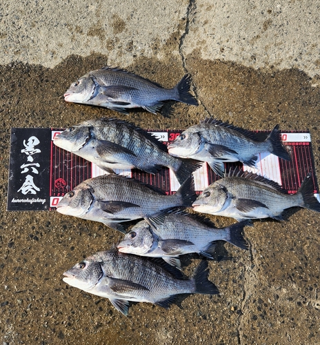 チヌの釣果