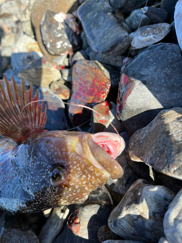 アイナメの釣果