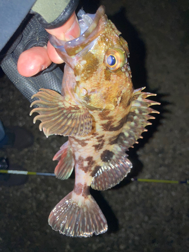 カサゴの釣果