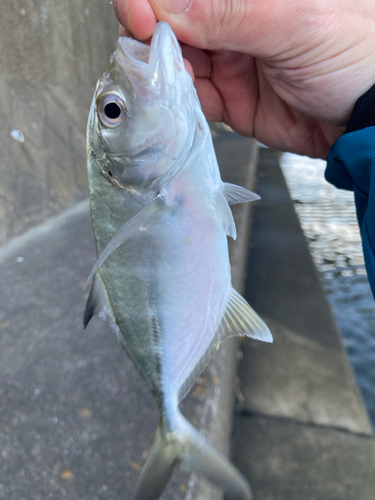 メッキの釣果