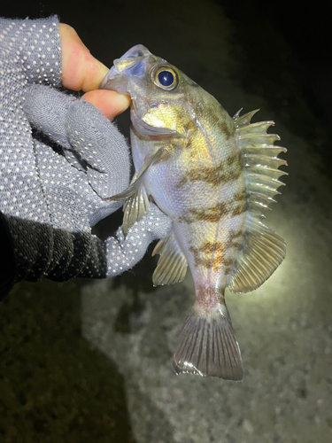 メバルの釣果