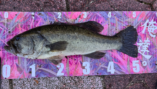 ブラックバスの釣果