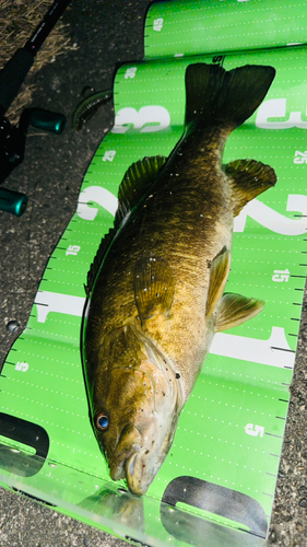 スモールマウスバスの釣果