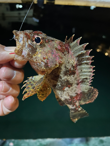 ヨロイメバルの釣果