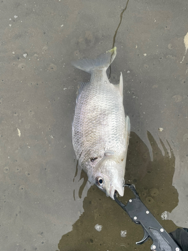 キビレの釣果