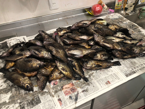 メバルの釣果