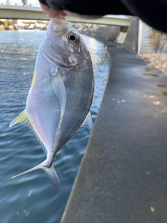 メッキの釣果