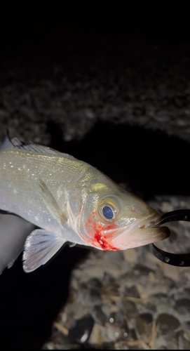 ヒラスズキの釣果