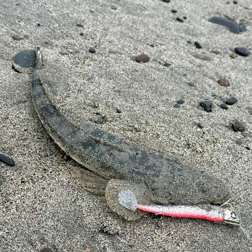 マゴチの釣果