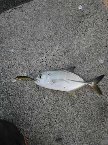 メッキの釣果