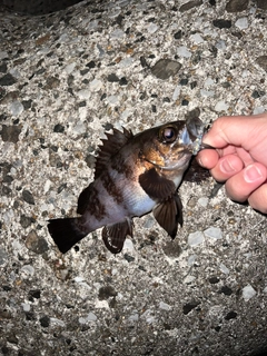 メバルの釣果