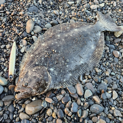 ヒラメの釣果