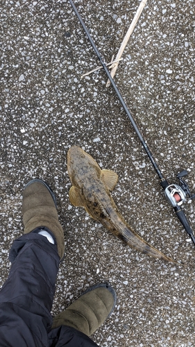 マゴチの釣果