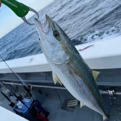 ワラサの釣果