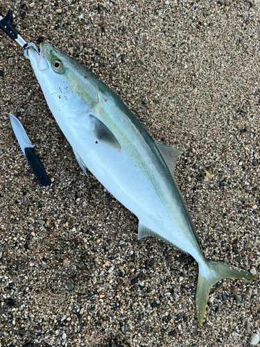 ブリの釣果