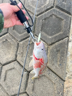 ニベの釣果