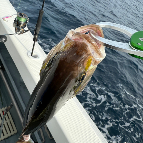 カンパチの釣果