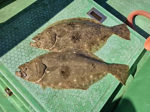 ヒラメの釣果