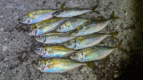 アジの釣果