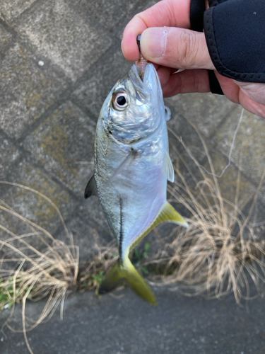 メッキの釣果