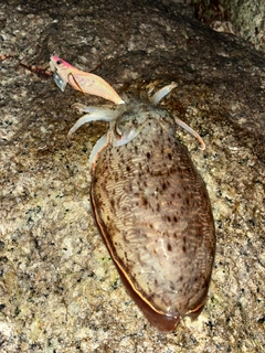 コウイカの釣果