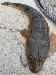 マゴチの釣果