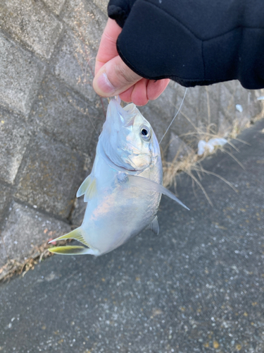 メッキの釣果